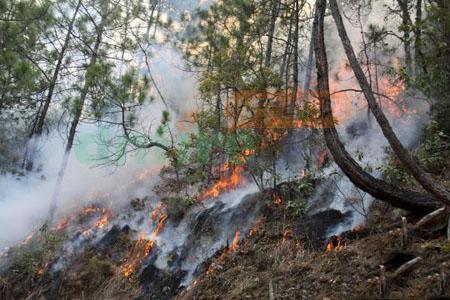 香格里拉森林火灾连烧3天 消防官兵仍在紧张扑火